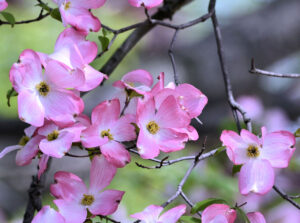 Pink dogwood tree blossom