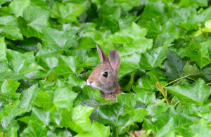 Young bunny hiding in the ivy