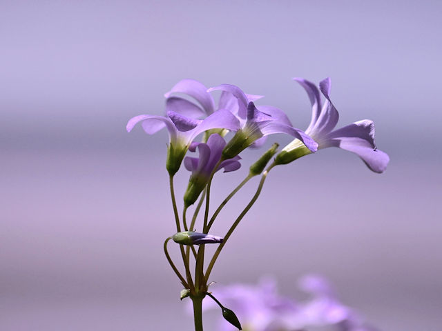 Little lavender flower