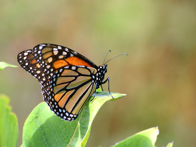 Monarch buttefly