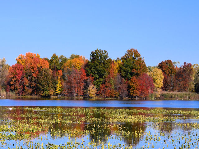 Landscape photo of Fall colors on trees