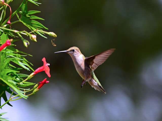 Hummingbird feeding on a cardinal climber