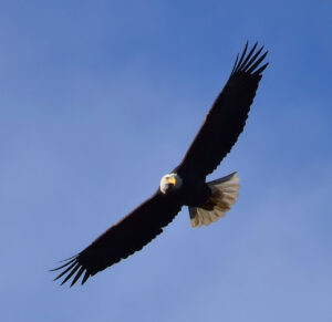 Conowingo Dam Bald Eagle