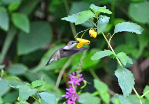 Ruby-throated hummingbird feeding on Jewelweed photo