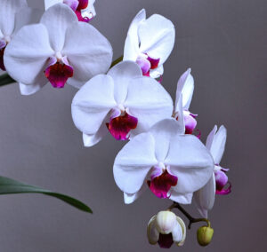 Burgandy and white orchid