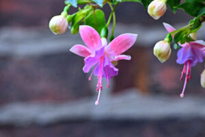 Lavender and pink Fuchsia