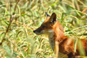 Red fox profile