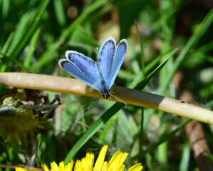 Eastern tailed-blue Butterfly photo