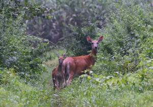 Whitetail fawn with mom photo