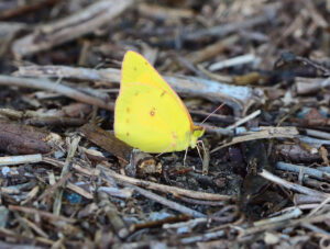 Orange Sulphur Butterfly photo