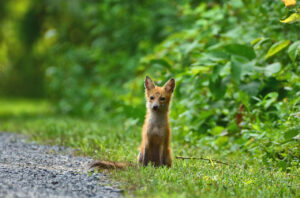 Inquisitive Red Fox Pup photo