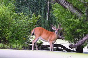 Whitetail Buck in velvet photo