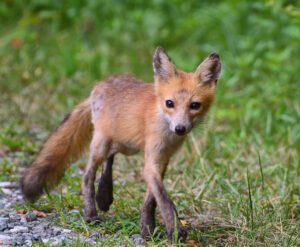 Red Fox Pup photo