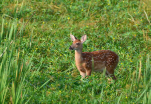 Whitetail Fawn Posing photo