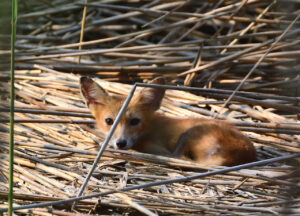 Red Fox pup resting photo