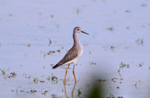 Lesser Yellowlegs photo