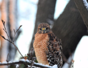 Red-shouldered Hawk looking at you photo