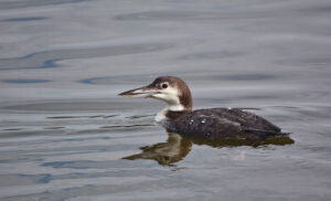 Common Loon photo