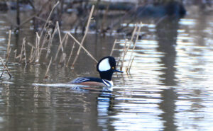 Hooded Merganser photo