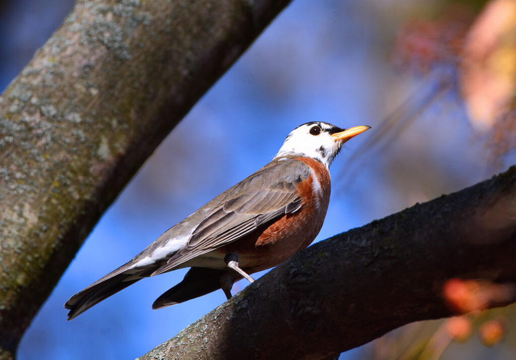 Leucistic American Robin photo