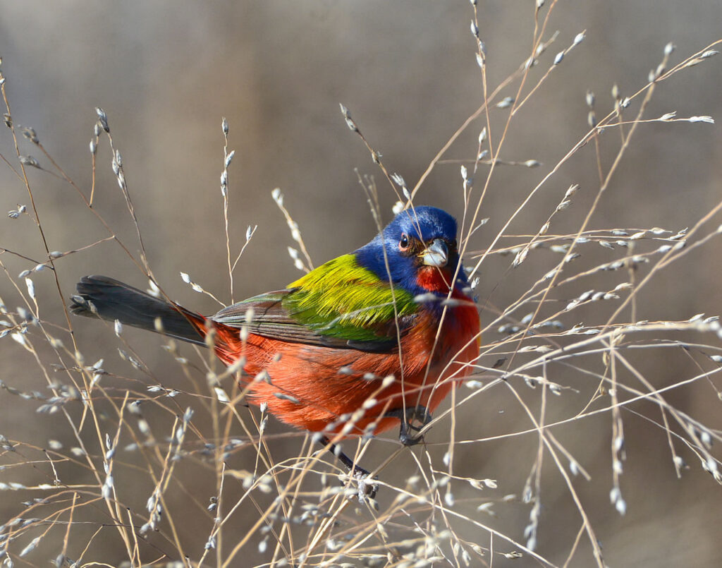 Painted Bunting photos