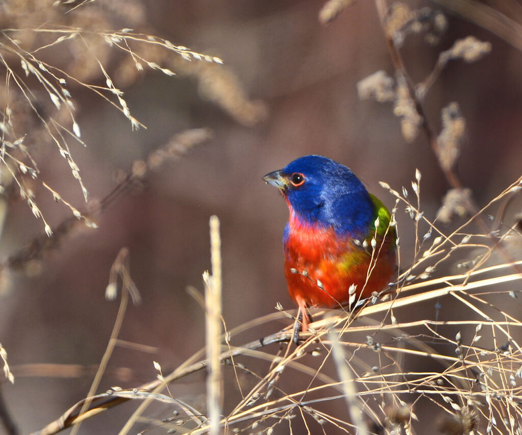 Painted Bunting photos