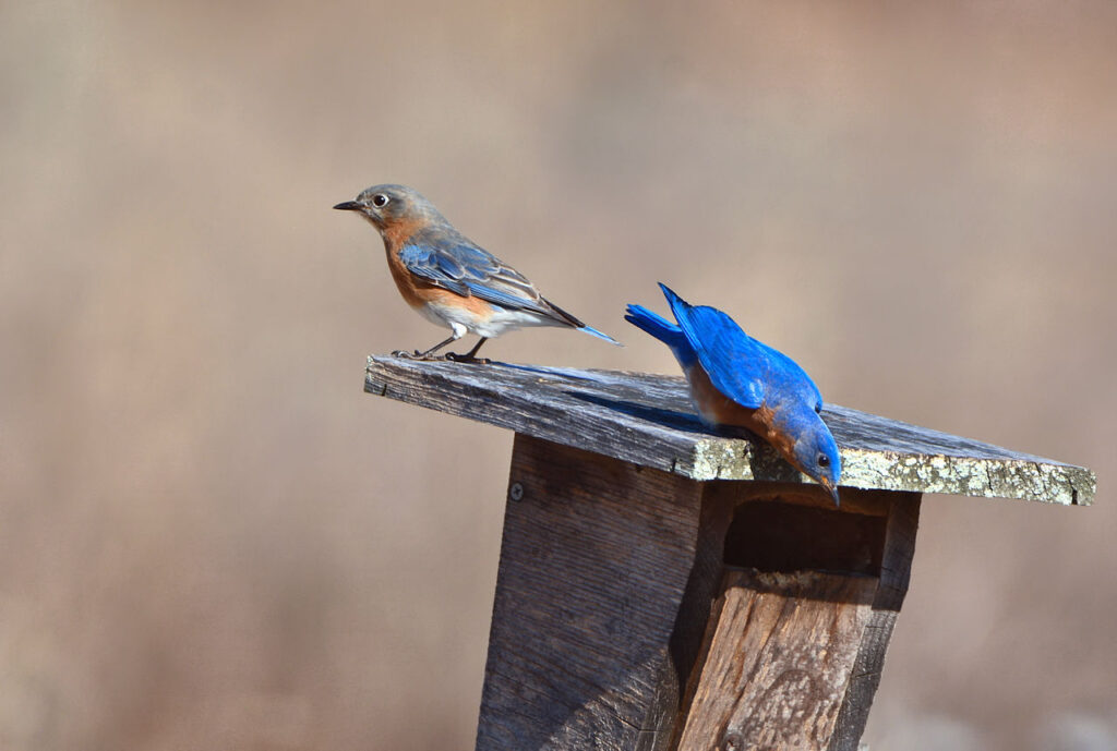 Eastern Bluebirds photo