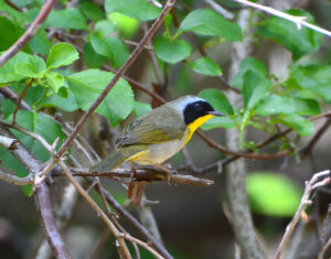 Common Yellowthroat Warbler