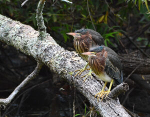Young Green Herons