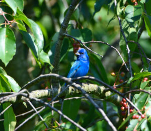 Indigo Bunting