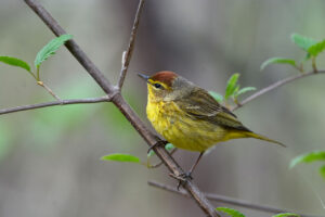 Palm Warbler