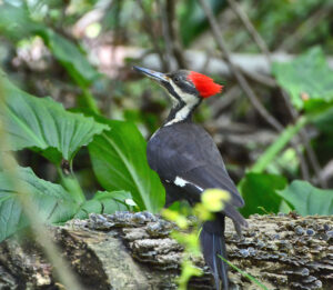 Pileated Woodpecker