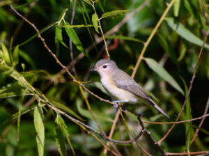 Warbling Vireo