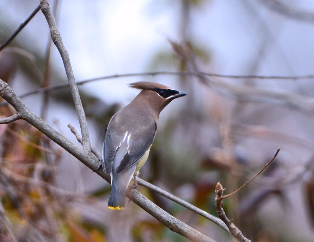 Cedar Waxwing photo