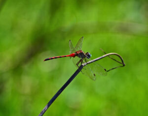 Red Dragonfly