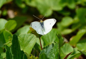 Cabbage White Butterfly