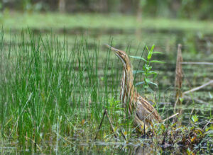 American bittern
