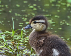 Baby Wood Duck