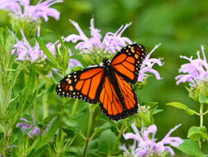 Monarch butterfly