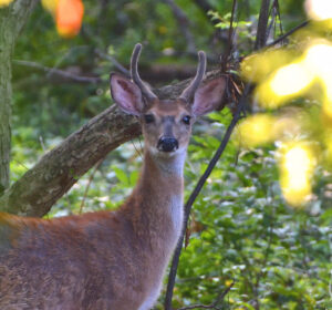 Young Buck in velvet