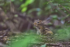 Chipmunk up close