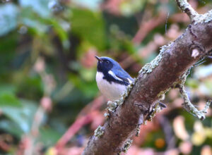 Black-throated blue warbler