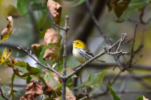 Black-throated green warbler