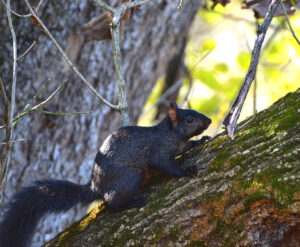 Black Squirrel