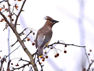 Cedar waxwing