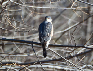 Mature Cooper's hawk