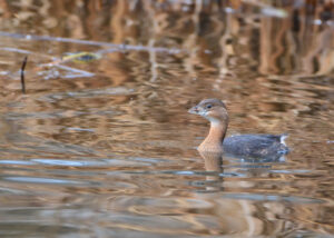 Pied-billed grebe