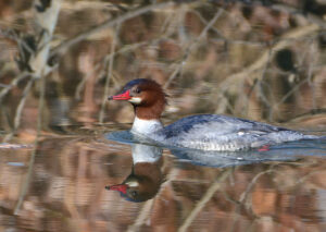 Female Common Merganser