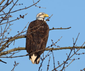 Bald Eagle