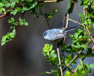 Blue-gray gnatcatcher